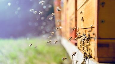 Tracking Healthy Bee Hive Populations with the Latest in Machine Vision Technology